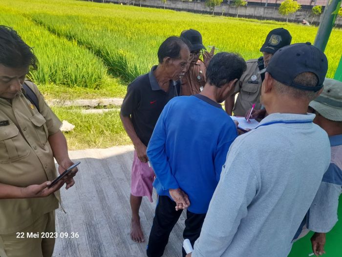 PENGECEKAN SAWAH EKS BENGKOK KELURAHAN YANG AKAN DIUSULKAN PENURUNAN KELAS 02